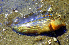 Chasmodes bosquianus