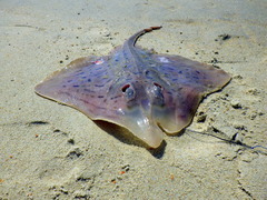 Rostroraja eglanteria