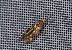 Eulamprotes wilkella
