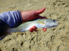Cynoscion regalis