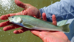 Menticirrhus americanus