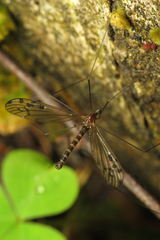 Achyrolimonia decemmaculata