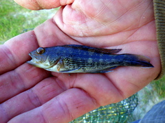 Centropristis striata