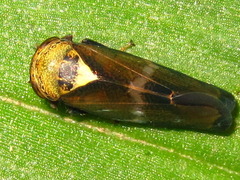 Drabescus conspicuus