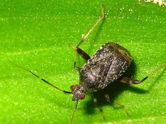 Proboscidocoris varicornis