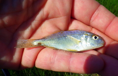 Leiostomus xanthurus