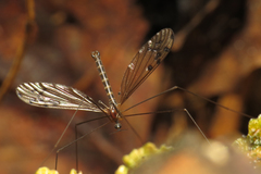 Achyrolimonia decemmaculata