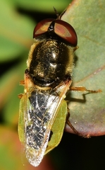 Odontomyia angulata