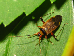 Adelphocoris triannulatus
