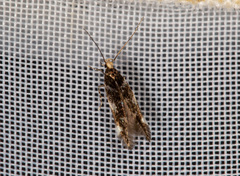 Eulamprotes wilkella