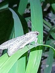 Melipotis acontioides