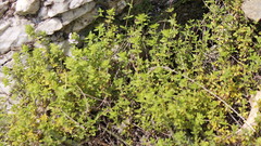 Thymus dolomiticus