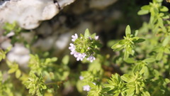 Thymus dolomiticus