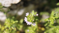 Thymus dolomiticus