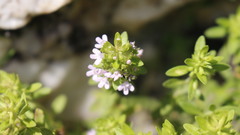 Thymus dolomiticus