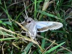 Melipotis acontioides