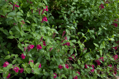Scutellaria suffrutescens