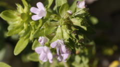 Thymus dolomiticus