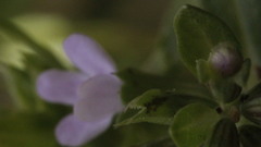 Thymus dolomiticus