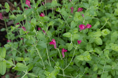Scutellaria suffrutescens