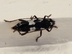 Enaphalodes taeniatus