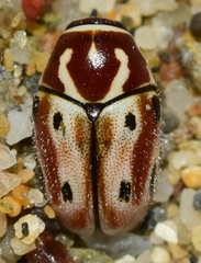 Cryptocephalus muellerianus