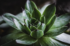 Sempervivum tectorum