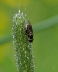 Chrysogaster cemiteriorum
