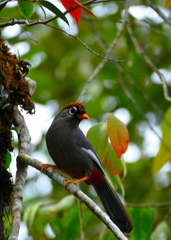 Pterorhinus mitratus