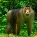Southern Pig-tailed Macaque - Photo (c) tanhk, some rights reserved (CC BY-NC), uploaded by tanhk