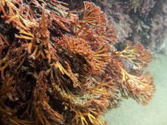 Melanthalia abscissa
