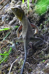 Titiwangsa Horned Tree Lizard photo 2