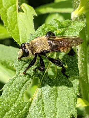Boreal Laphria