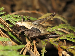 Neduba sierranus