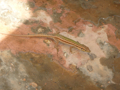 Podarcis filfolensis maltensis