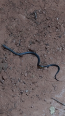 Diadophis punctatus regalis