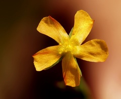 Malvastrum bicuspidatum