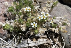 Leptosiphon nuttallii pubescens