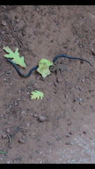 Diadophis punctatus regalis