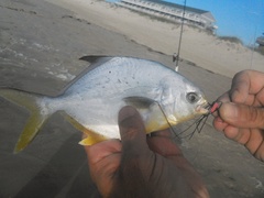 Trachinotus carolinus