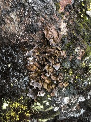 Umbilicaria deusta