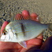 Longspine Porgy - Photo (c) pmk00001, some rights reserved (CC BY-NC), uploaded by pmk00001