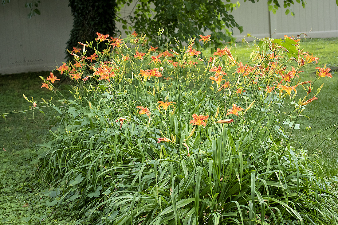 Lirio Asiático Naranja (Hemerocallis fulva) · iNaturalist Ecuador