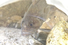 Acanthoclinus fuscus