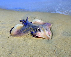 Rostroraja eglanteria