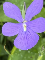 Viola cornuta