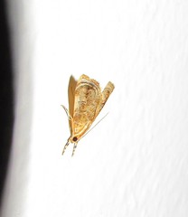 Glaphyriinae