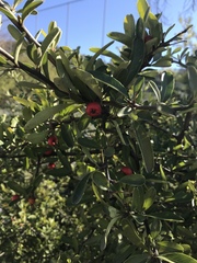 Pyracantha koidzumii