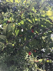 Pyracantha koidzumii