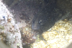 Acanthoclinus fuscus